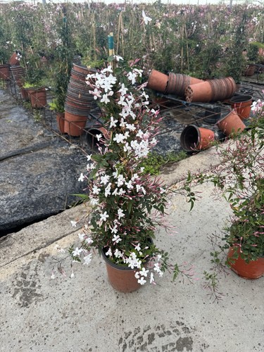 Jasmine star plant - height, 1