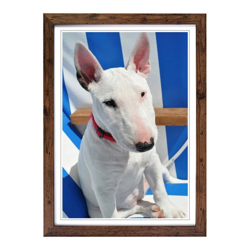 English bull terrier framed - bull,