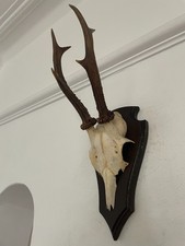 Antlers of a  Roe Deer 334 Real Taxidermy mounted interior design horns