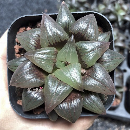 5cm succulent plant haworthia - 5cm,