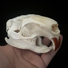 Real Coypu Skulls Animal Bones