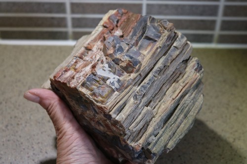 Stunning petrified fossil - stunning,