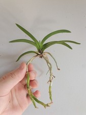 Neofinetia Or Vanda Falcata