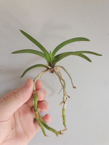 Neofinetia vanda falcata - neofinetia,