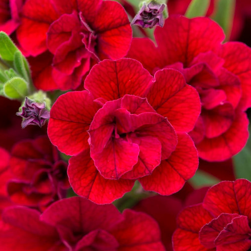 Million bells trailing hanging - million,
