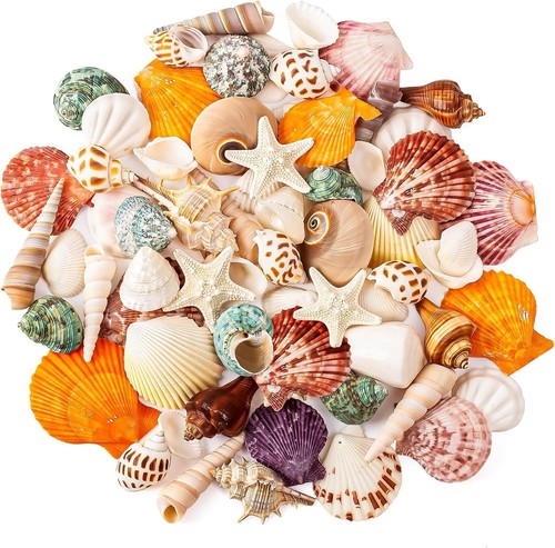 Mixed ocean seashells set - ocean,