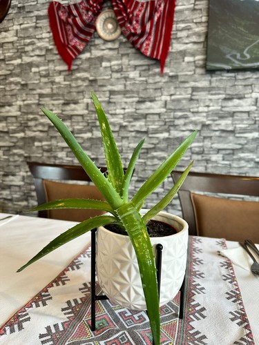Medicinal aloe vera - medicinal,