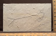 Unprepared Fossil Fish Green