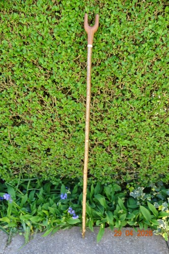 Hazel walking stick - , with