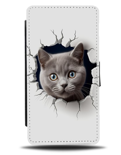 Grey british shorthair cat - grey,