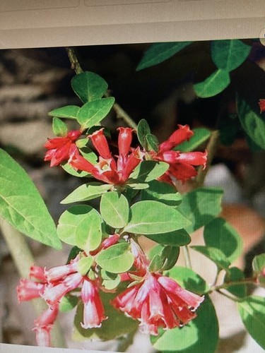 Cestrum elegans red - cestrum, (red