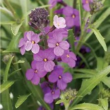 Wallflower 'Little Kiss Lilac'