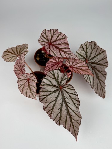 Begonia ashura pink - begonia, 'ashura'