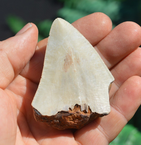 Wow genuine megalodon - wow,,