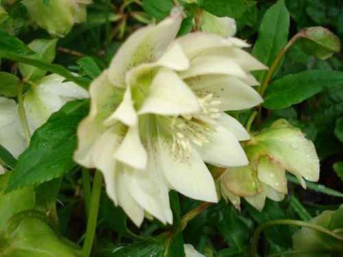 Hellebore viv ivy x1 - x1, healthy