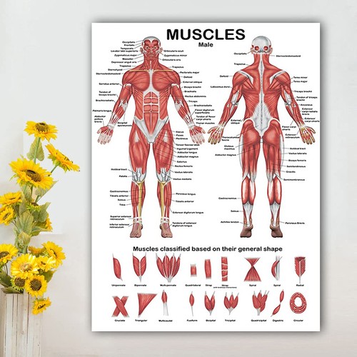 5size human muscular - uk, ✨5size