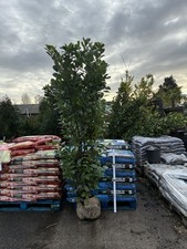 10x 8ft INSTANT Hedge Cherry