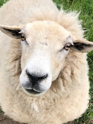 Whole raw sheeps - fleece., texel