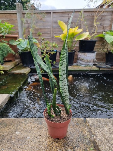 Snake house plant sansevieria - snake,