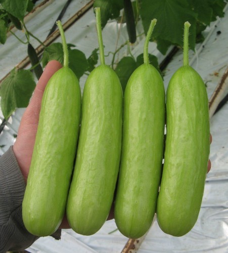 Cucumber plug plants - plants, grow
