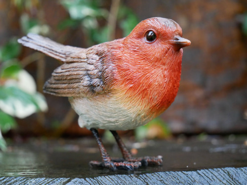 Garden robin bird outdoor - garden,