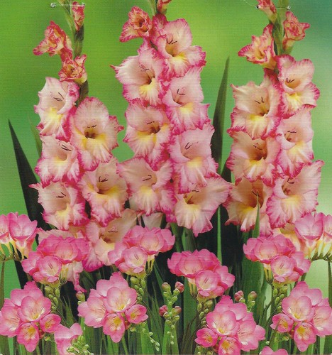 Bulbs pink freesia - pink, +