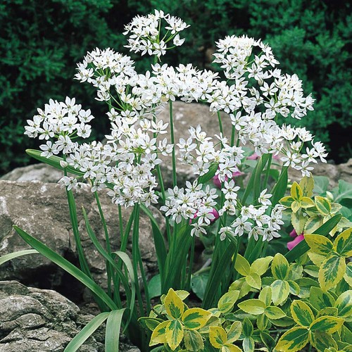 Allium neapolitanum 5 - 10,