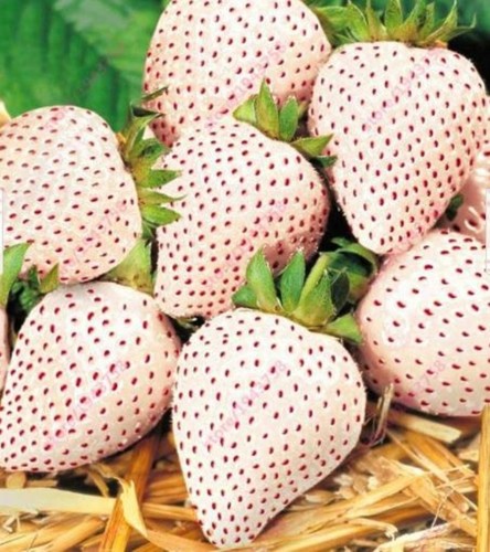 Rare white strawberry alpine - rare,