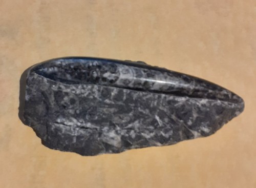 Polished orthoceras fossil - orthoceras,