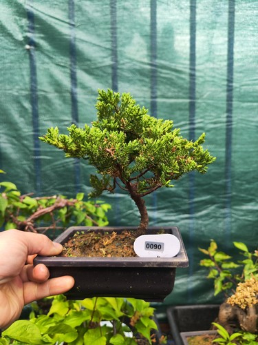 Juniper nana mame bonsai - juniper,