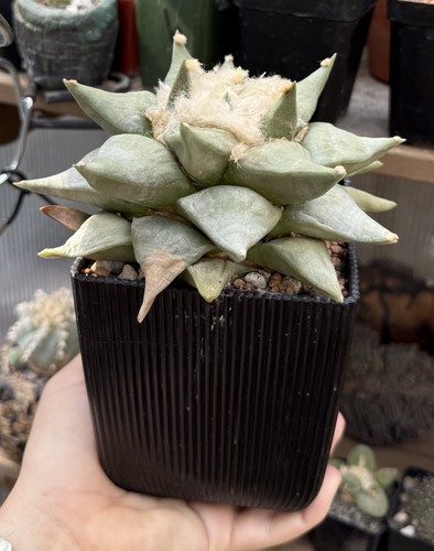 Ariocarpus retusus seed - retusus, grown