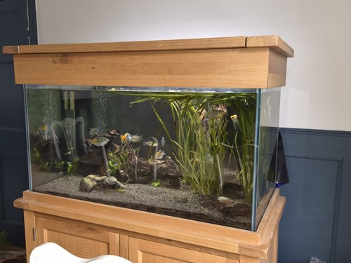 Aqua solid oak fish tank - aqua,
