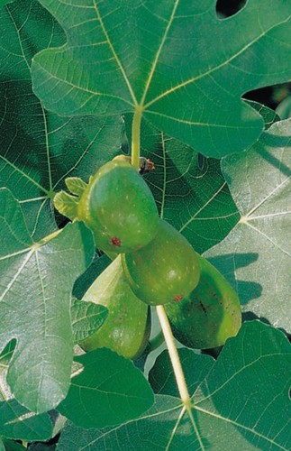 One fig tree brown - brown, turkey