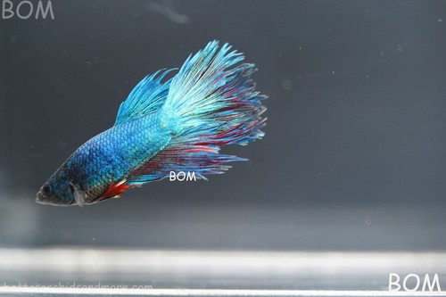 Ultra rare betta male - rare,