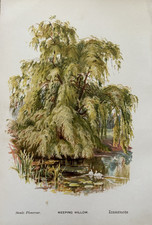 Antique Print Weeping Willow