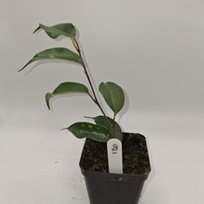 Ficus Benjamina Rooted Cutting