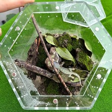 Reptile Terrarium Jumping Spiders Enclosure for Turtle Tarantula Hermit Crab