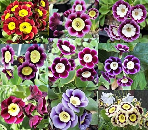 Primula auricula seeds mix - primula,