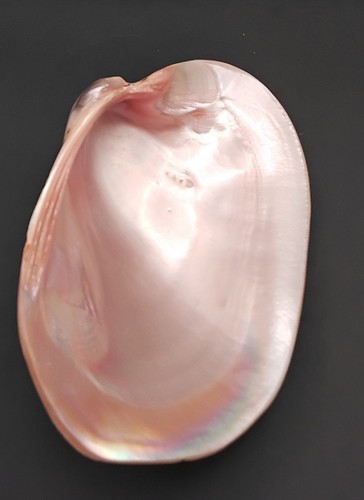 Seashell pearlized mussel clam - seashell,