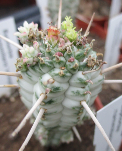 Euphorbia mammilaris - euphorbia,