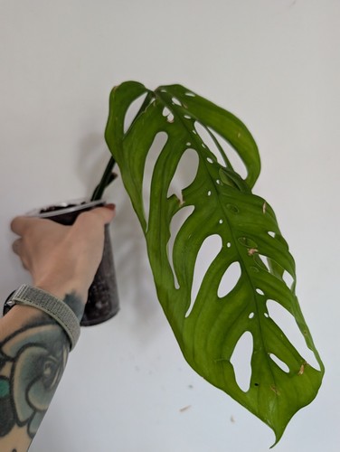 Monstera esquelato houseplant - esquelato,