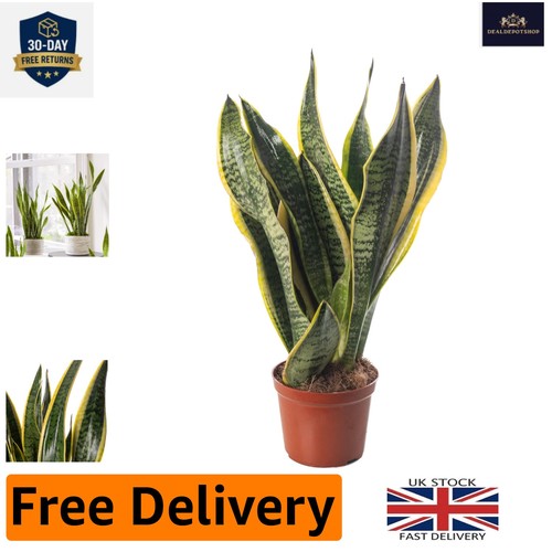 Elegant sansevieria snake - sansevieria,