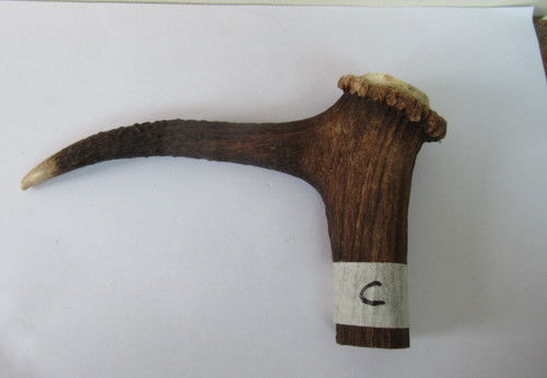 Red deer stag antler - red,