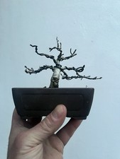 One Of A Kind Mini English Oak