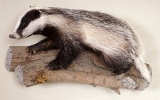Beautiful Young Badger Badger