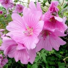 LAVATERA ROSEA SHRUB PLANT PINK FLOWERS TREE MALLOW PLANT 9CM POT HARDY