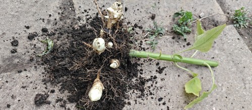 Jerusalem artichoke roots - jerusalem,