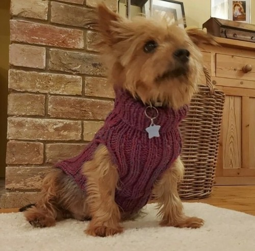 Yorkshire terrier dog - terrier,