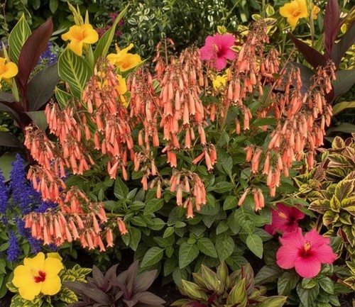 Phygelius tangerine pink - tangerine,