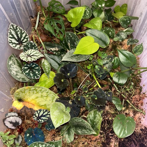 Mystery cuttings box over - cuttings,